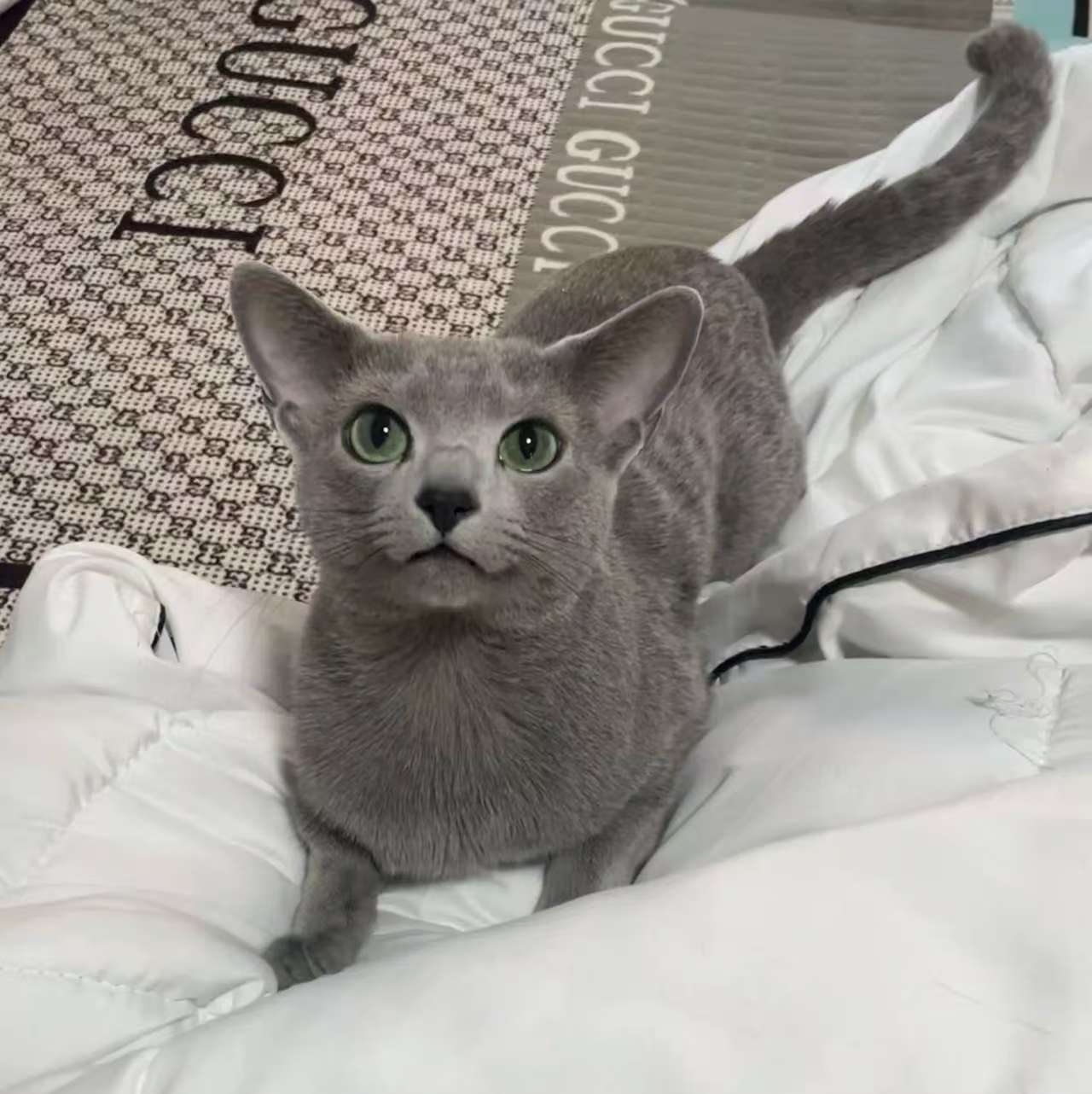 纯种俄罗斯蓝猫
坐标北京北四环